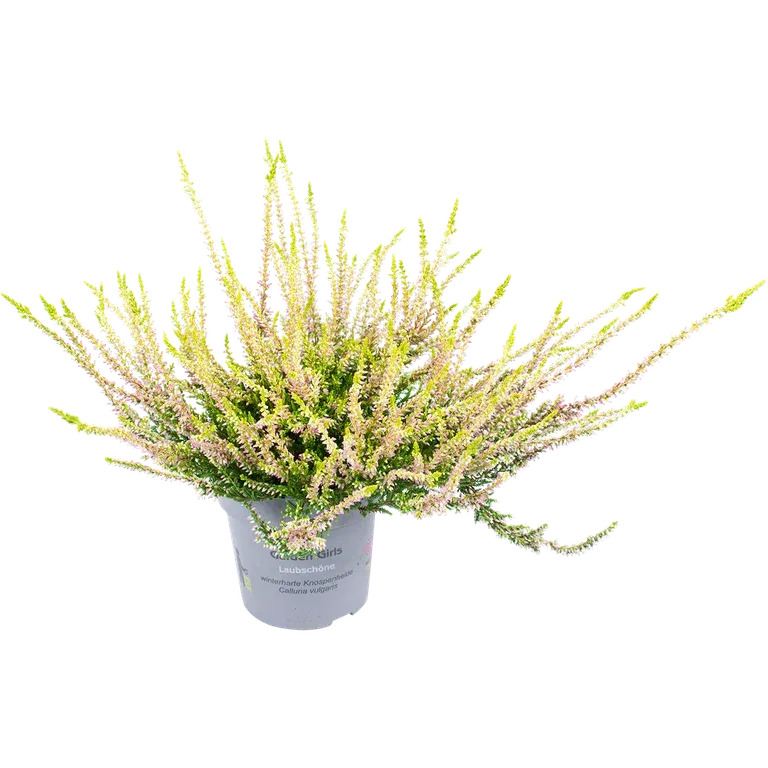 All N. Calluna 'Zeta' 12 cm