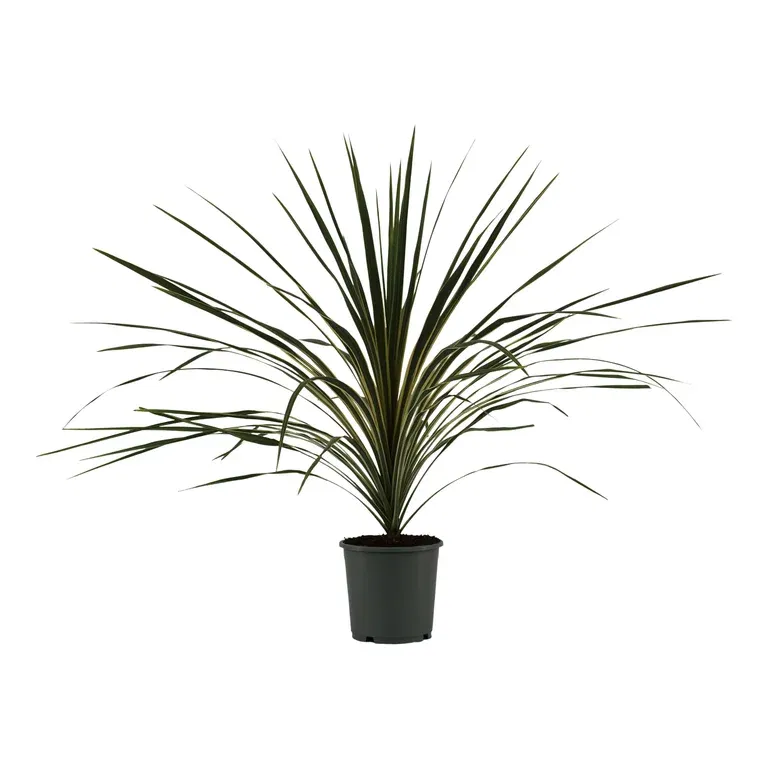 Cordyline a. 'Variegata' 17 cm