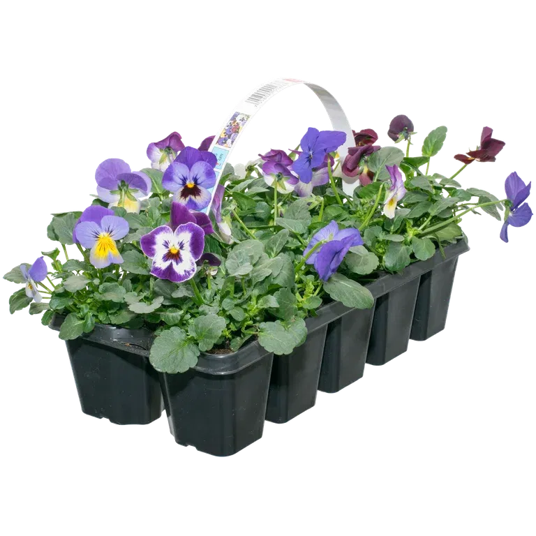 Viola small fl. Romantic G. 10-pack