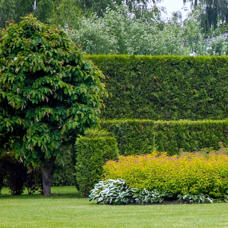 Thuja occ. 'Brabant' 80-100cm 5L