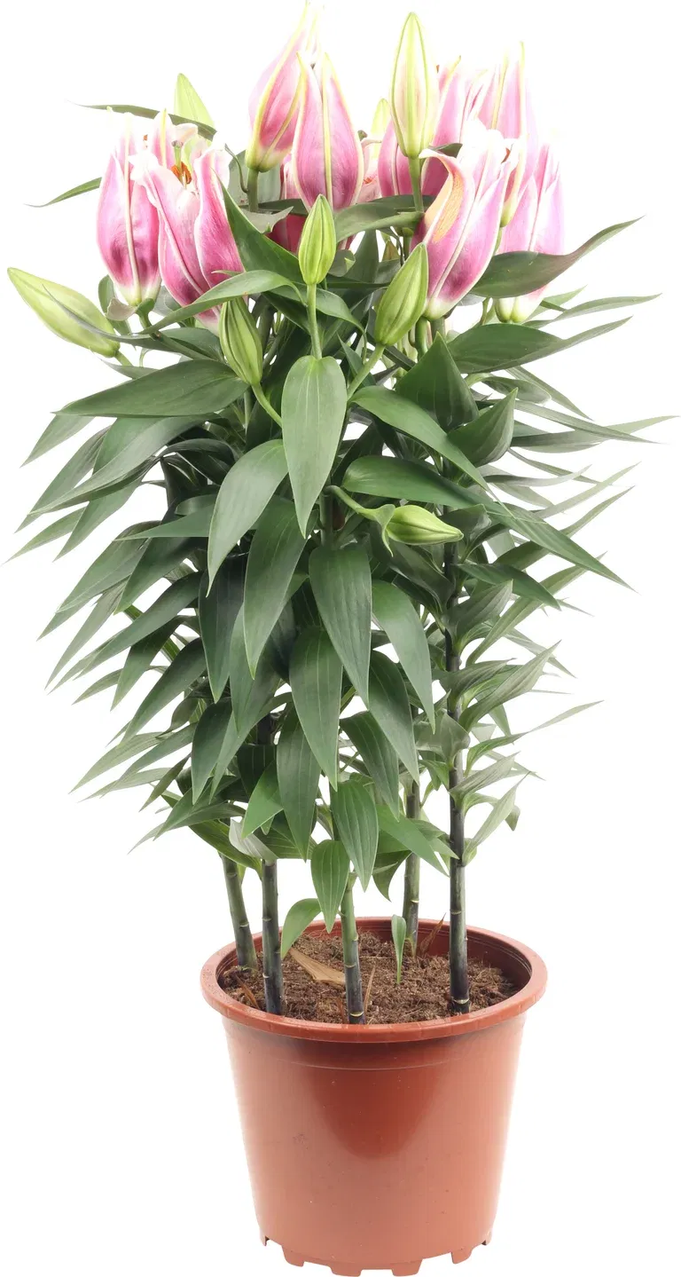 Lilium Oriental mix 19 cm