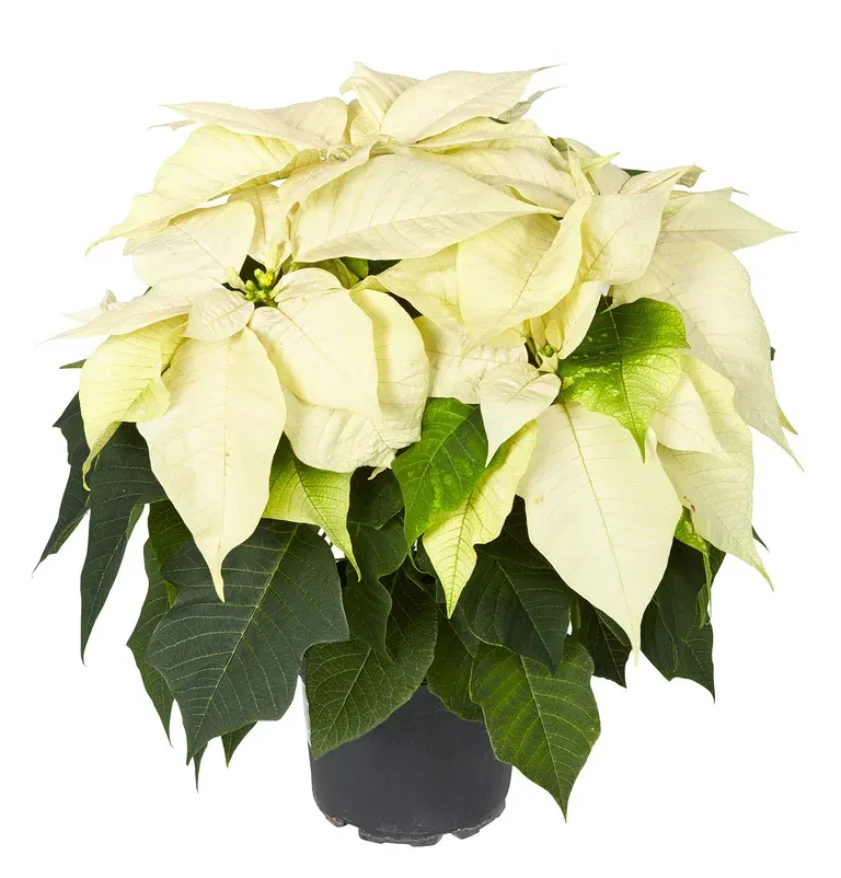 Julestjerne flergrenet