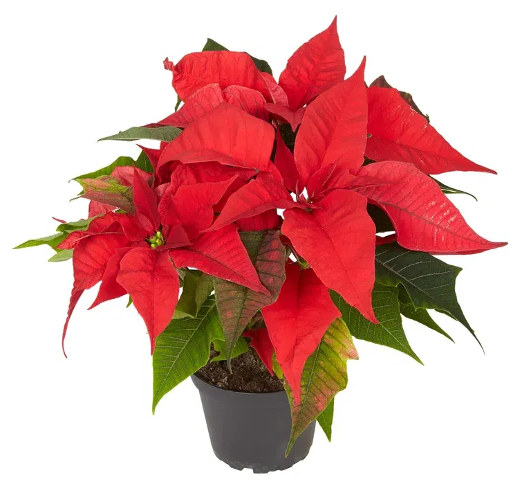 Julestjerne flergrenet