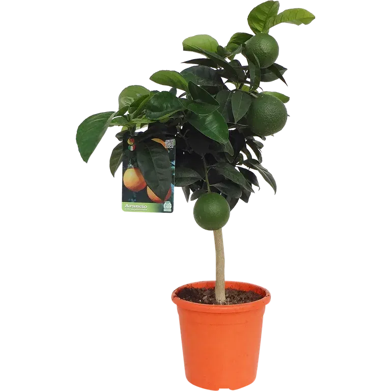 Citrus Arancio stem 21 cm