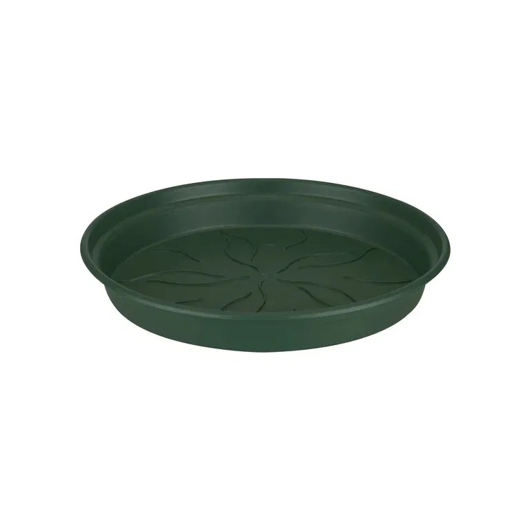 Saucer Green Basics