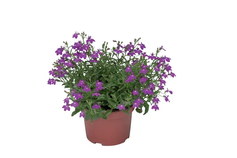 Lobelia h. Purple 12 cm
