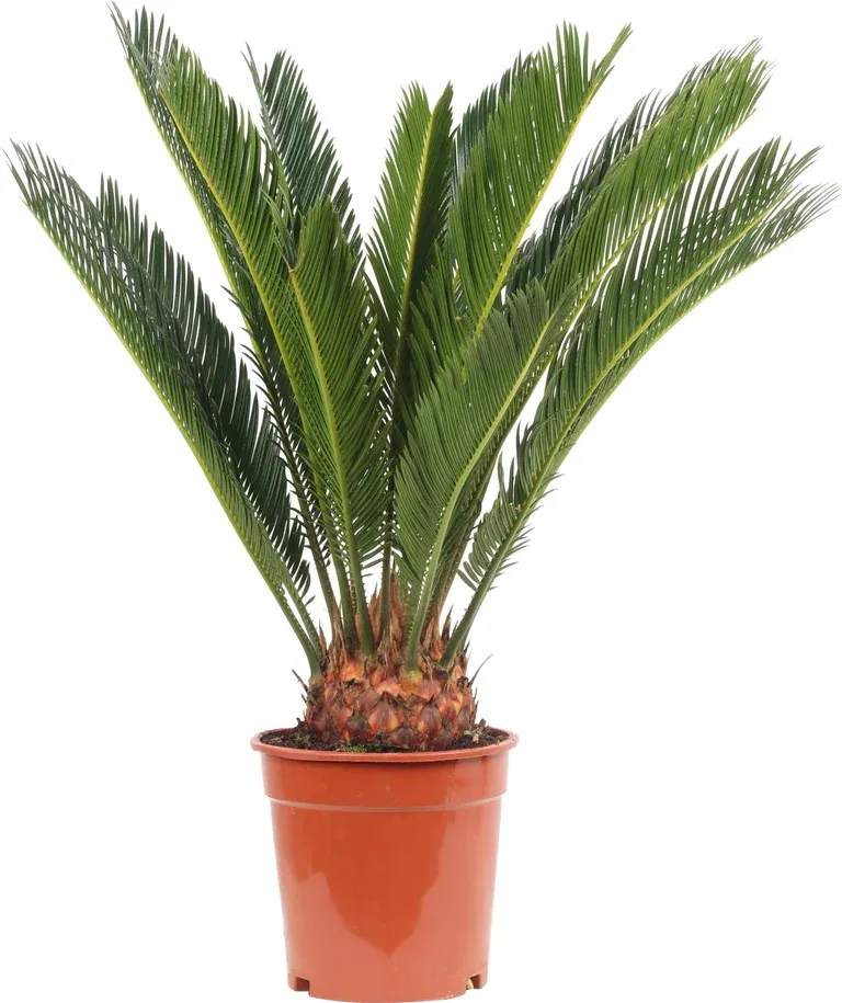 Cycas revoluta 16+ 17 cm
