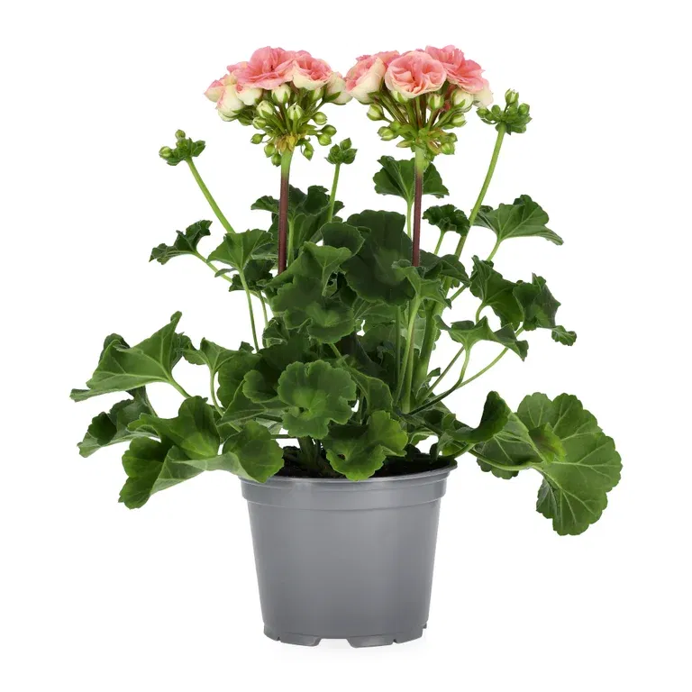 Pel. z. 'Astrid' 14 cm