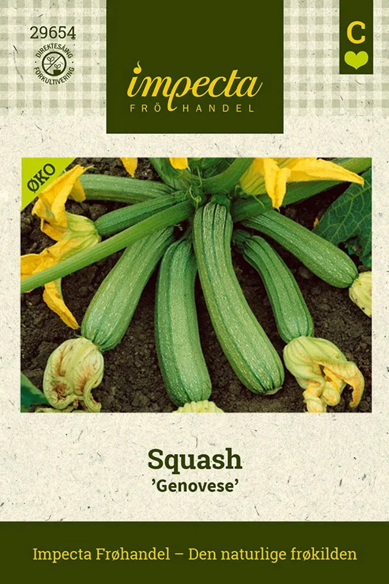 Cucurbita pepo 'Genovese'