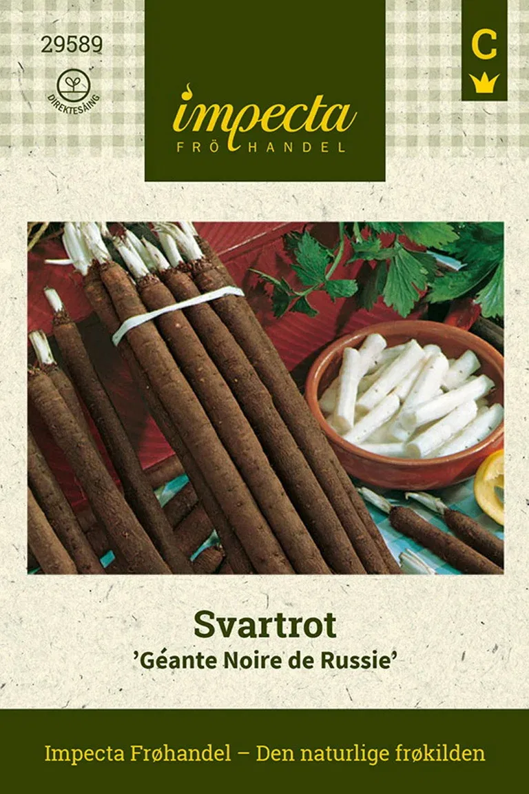 Svartrot 'Géante Noire de Russie'