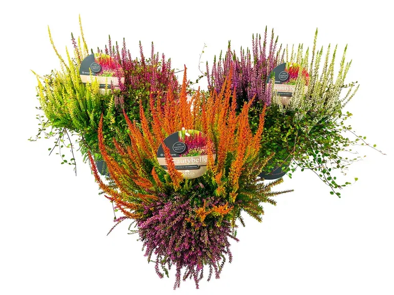 Calluna 'Beauty Bella' 23 cm