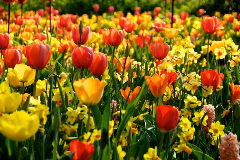 Blomsterløk miks Ratatouille Yellow & Orange Tones