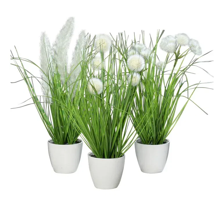 Grass in pot 3 ass green