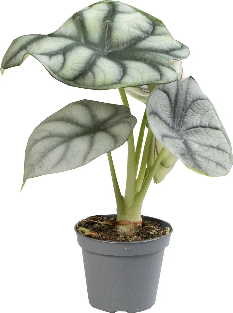 Alocasia baginda 'Silver Dragon' 6 cm