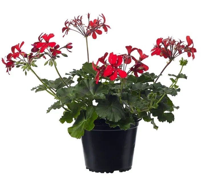 Pel. Calliope Landscape 'Fire' Red 14 cm