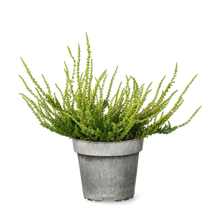 All N. Calluna 'Yellow' 12 cm