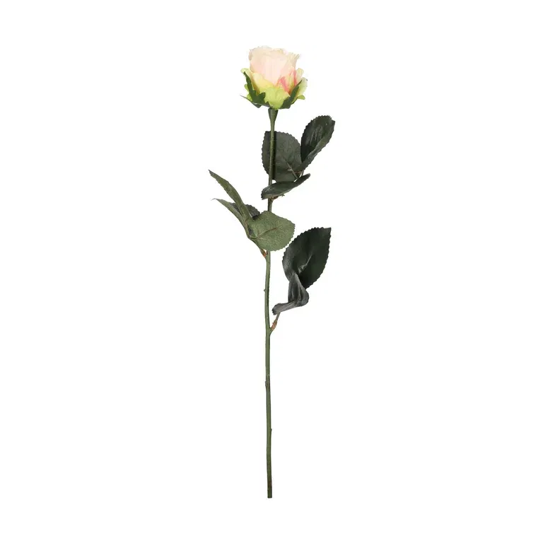 Rose cut flower H43 pink
