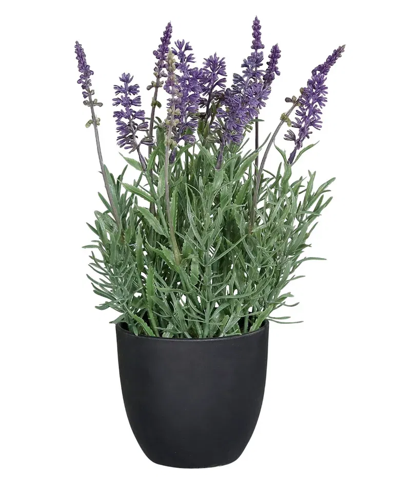Lavender potted H31 purple