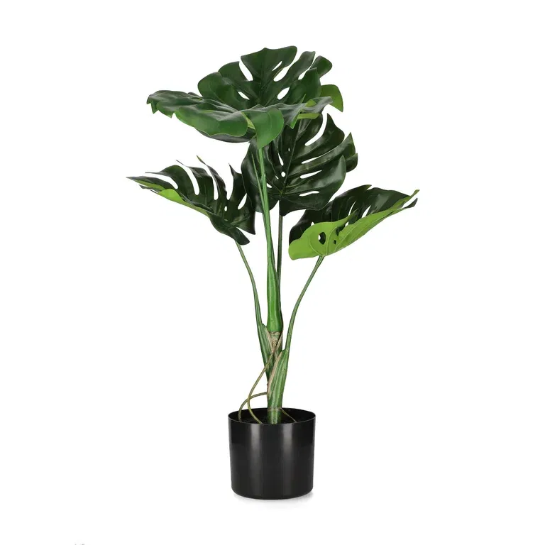 Monstera potted H60 green