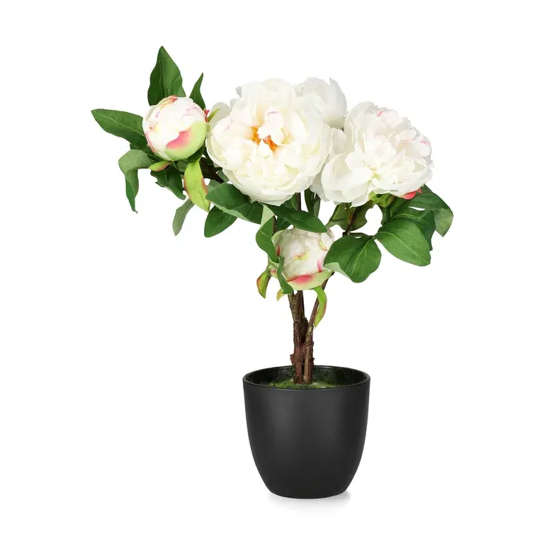Peony potted H45 pink