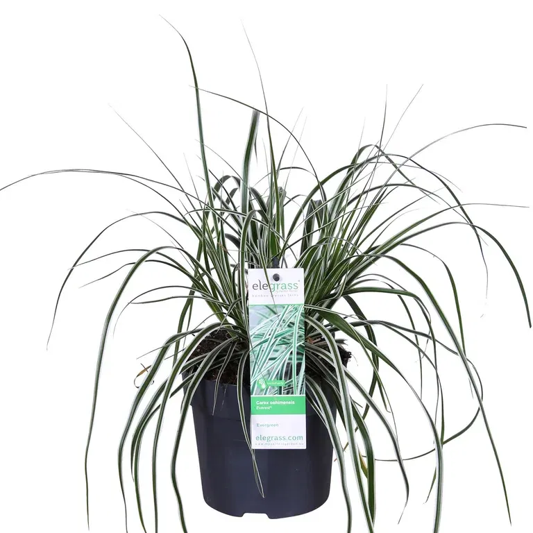 Carex 'Everest' 14 cm