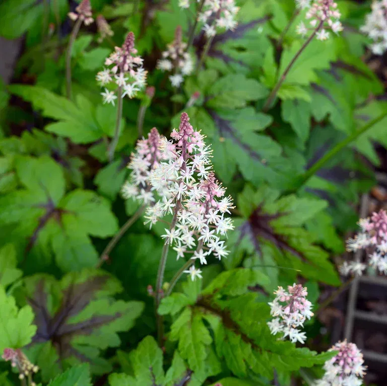 Tiarella 'Suger and Spice'