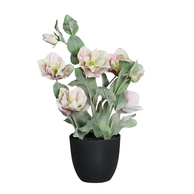 Christmas rose potted H39 pink