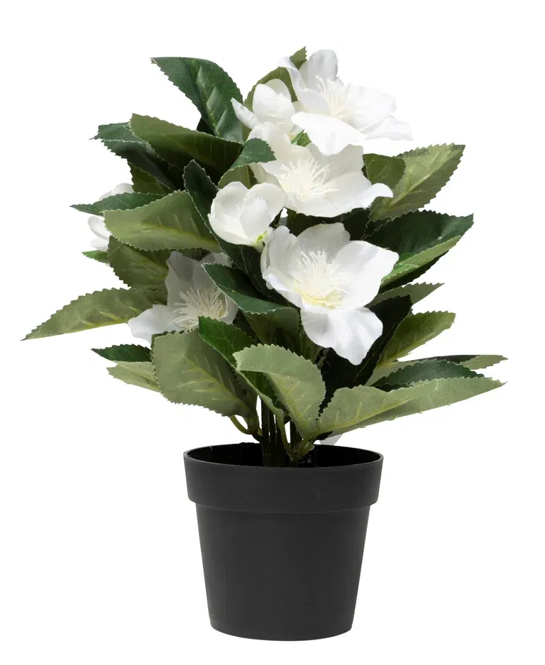 Christmas rose potted H20 white