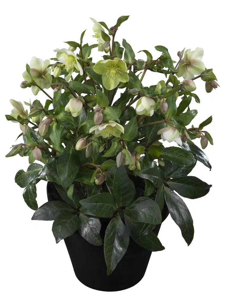 Helleborus 'Diamond Fire' 17 cm