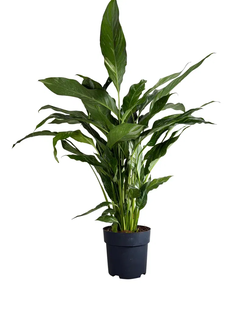 Spathiphyllum 'Diamond'