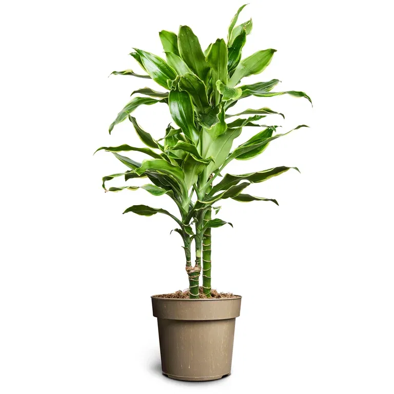 Draketre 'Gold Coast'