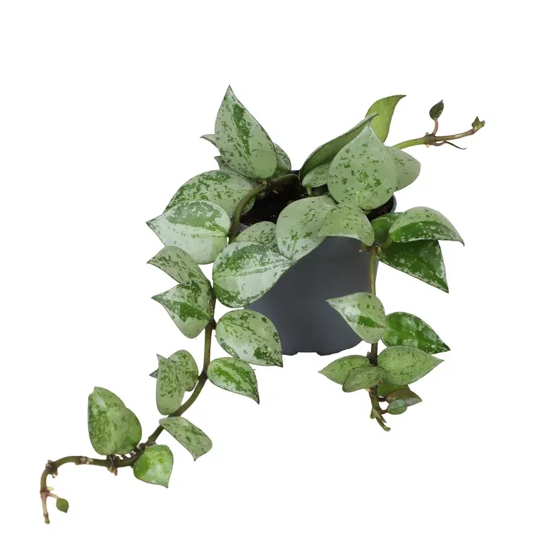 Hoya mini mix