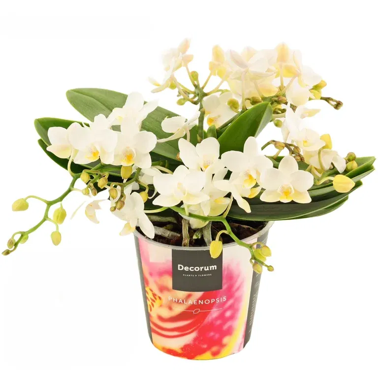 Phalaenopsis 'Table Whitney'