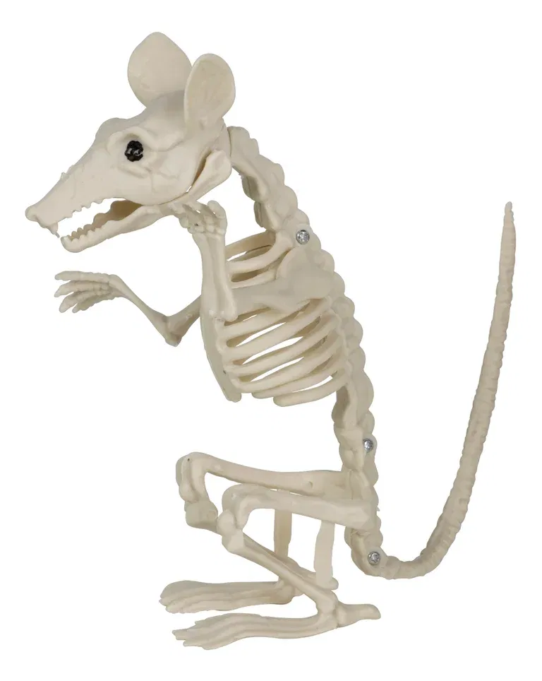 Rat skeleton H18 