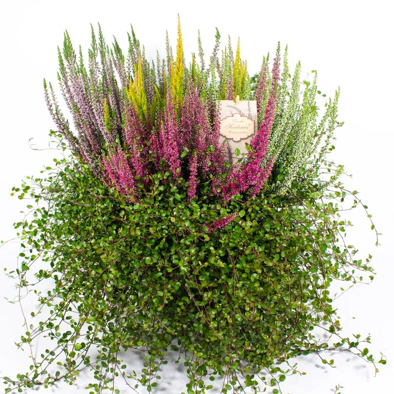 Romantic Heather Plant