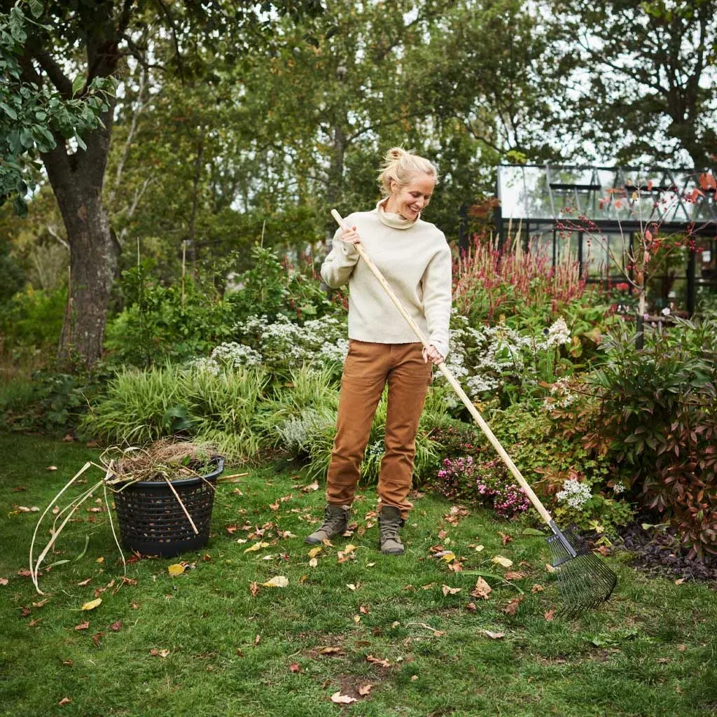 All large perennials: 3 for the price of 2