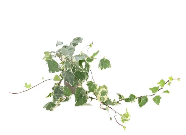 Hedera Algeriensis 'Marengo' eføy - 12 cm potte