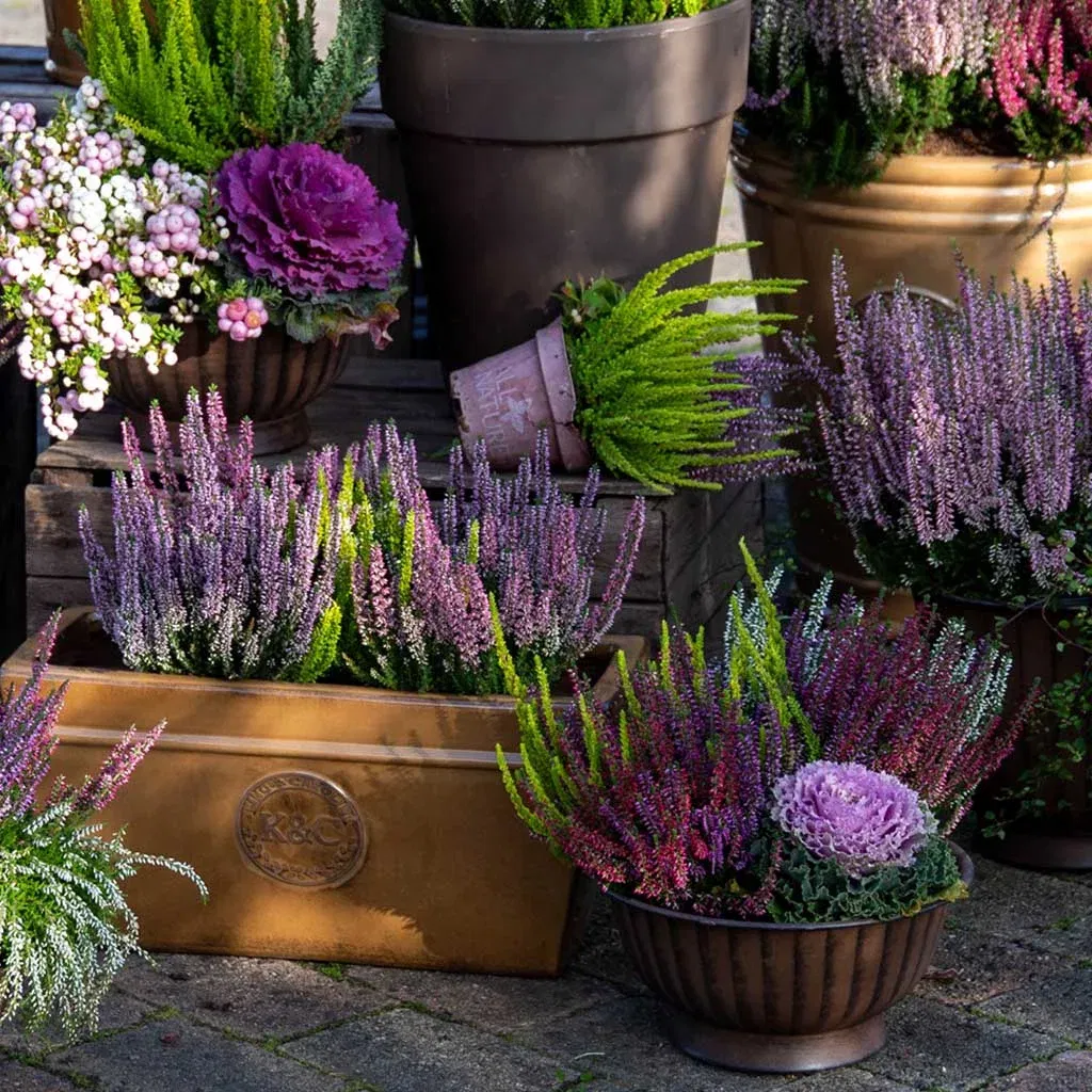 All Mediterranean Plants – Now 30% Off!