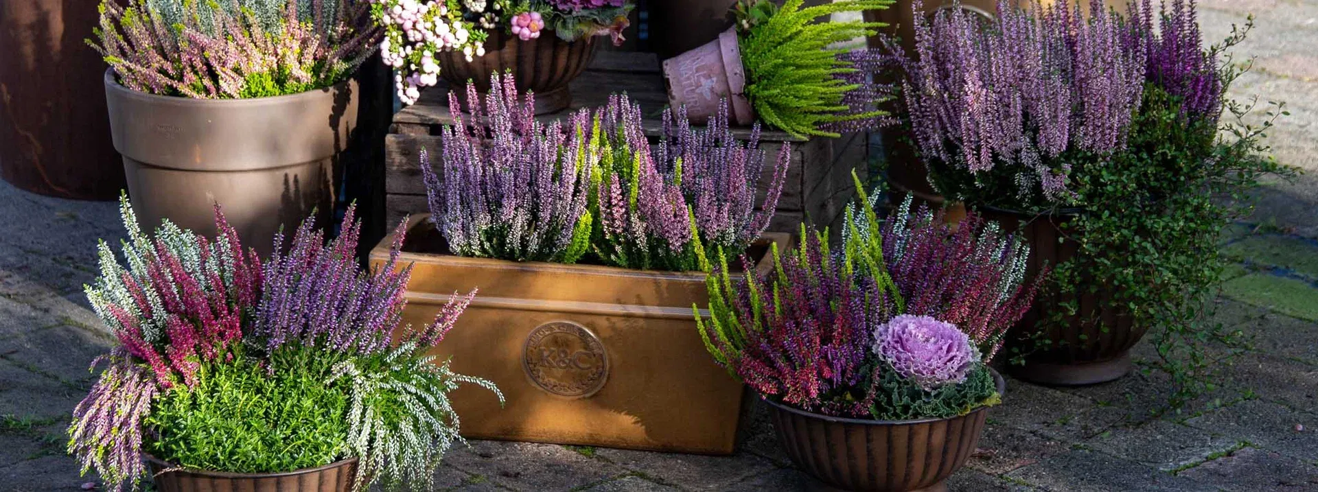 This is an image illustration of All Mediterranean Plants – Now 30% Off!