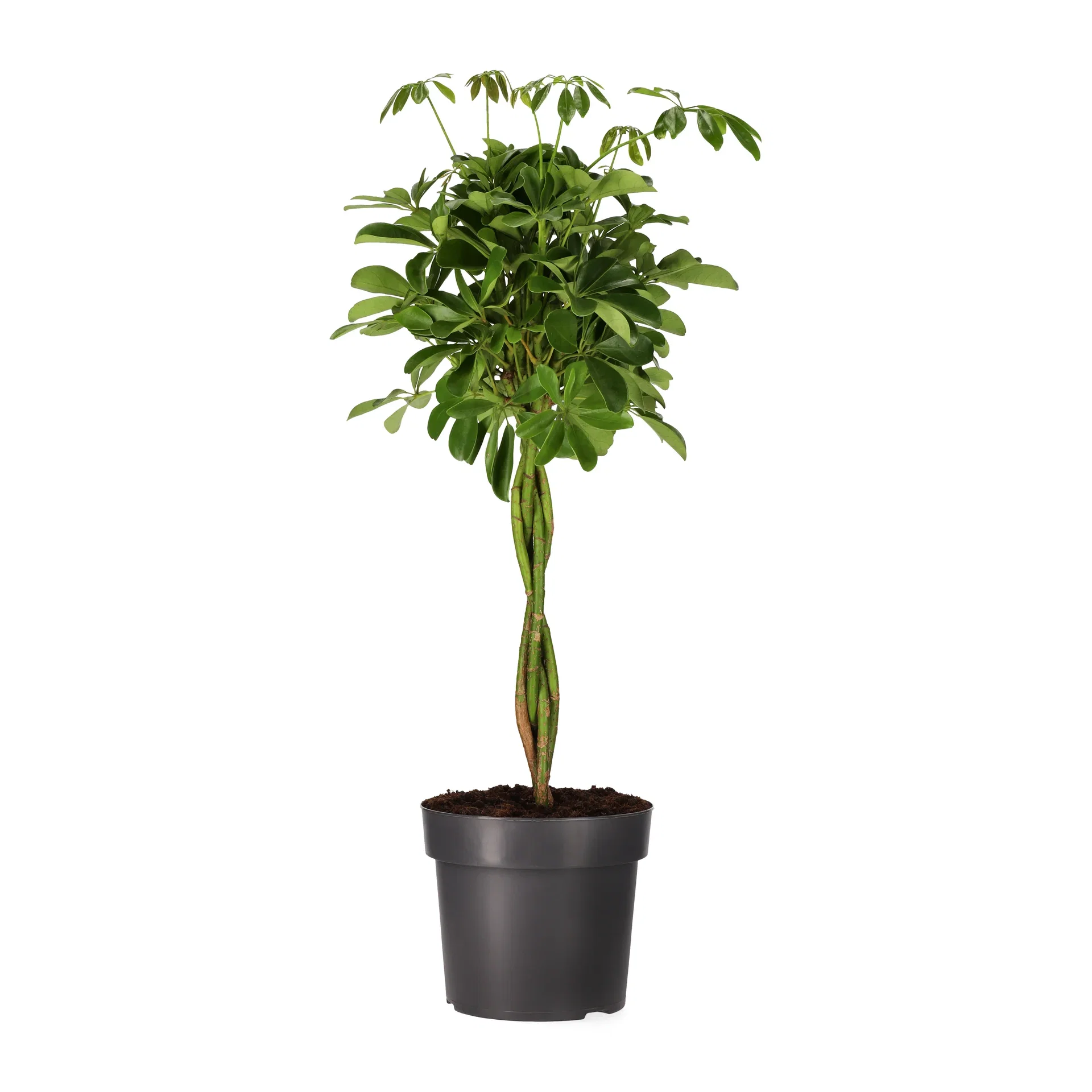 Paraplytre 'Nora'