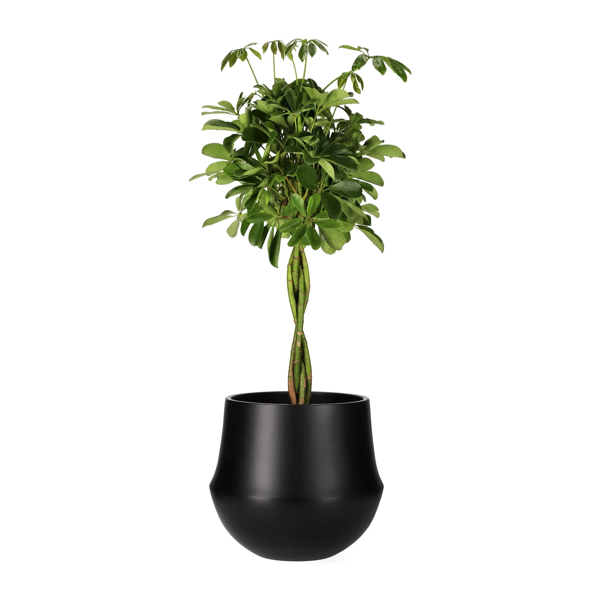 Paraplytre 'Nora'