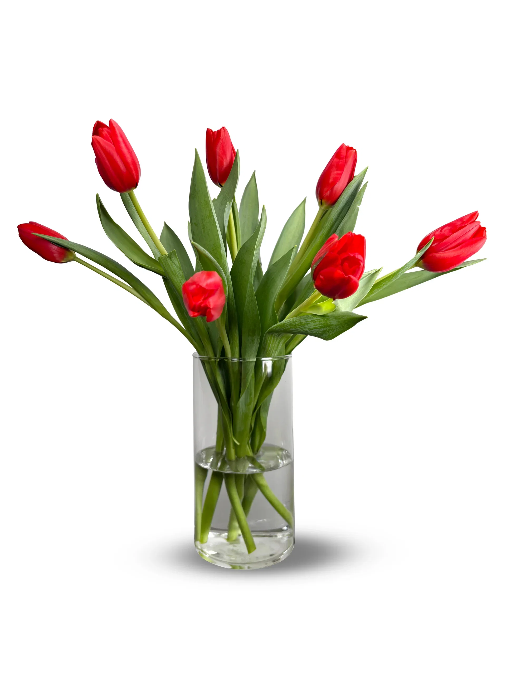 Tulips 7 pack NO