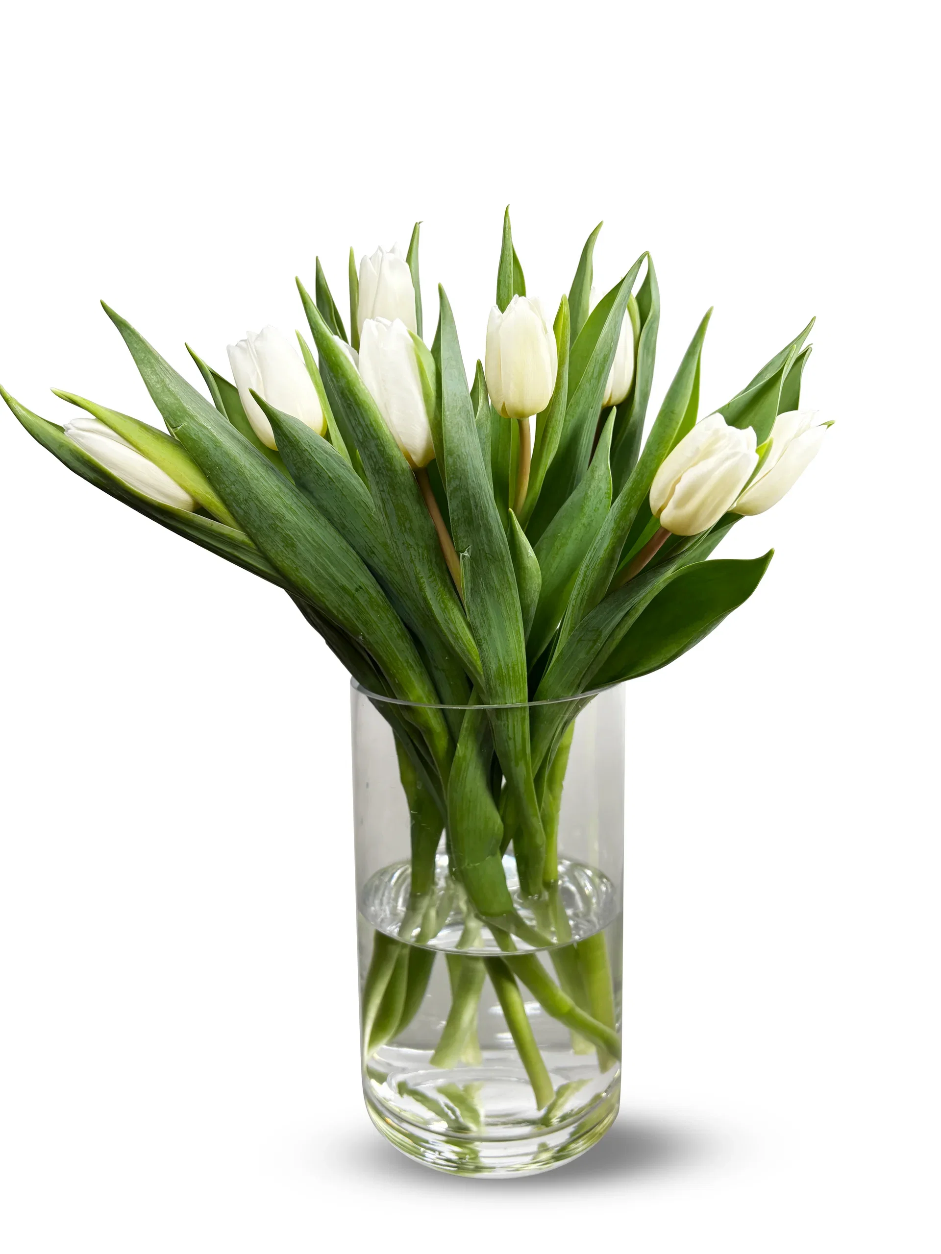 Tulips 7 pack NO
