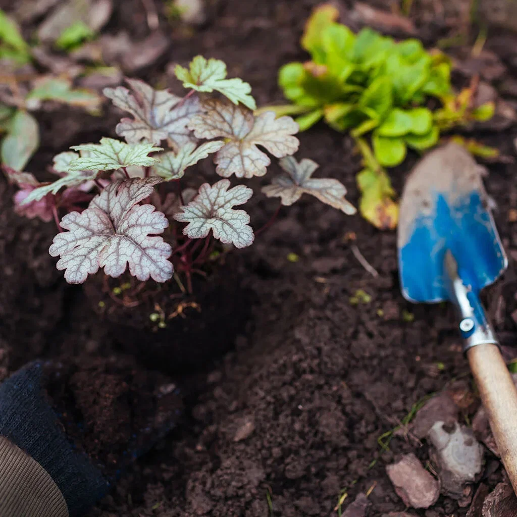 Alunrot – planting og stell 