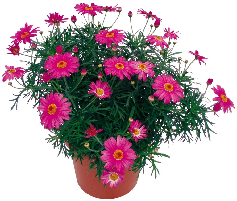 Margeritt