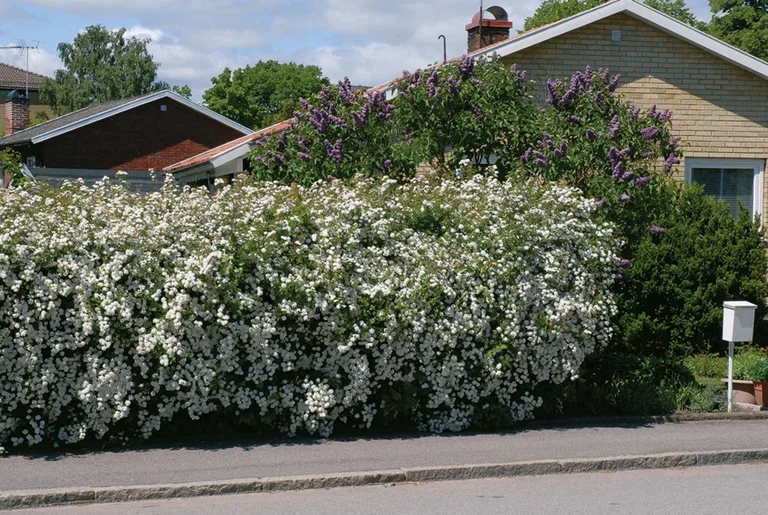Gentspirea