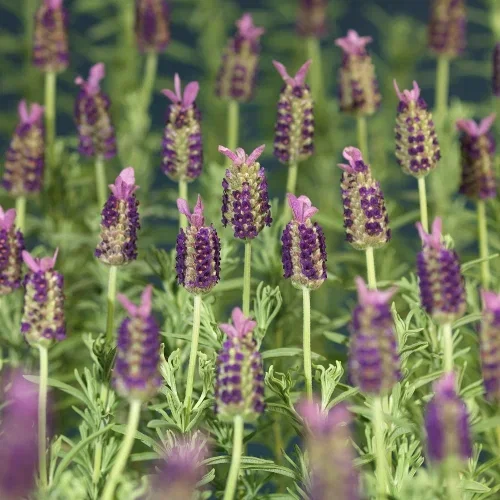 Sommerfugllavendel