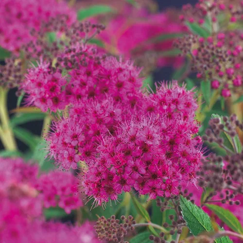 Japanspirea 'Anthony Waterer'