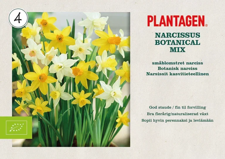 Påskeliljer miks EKO