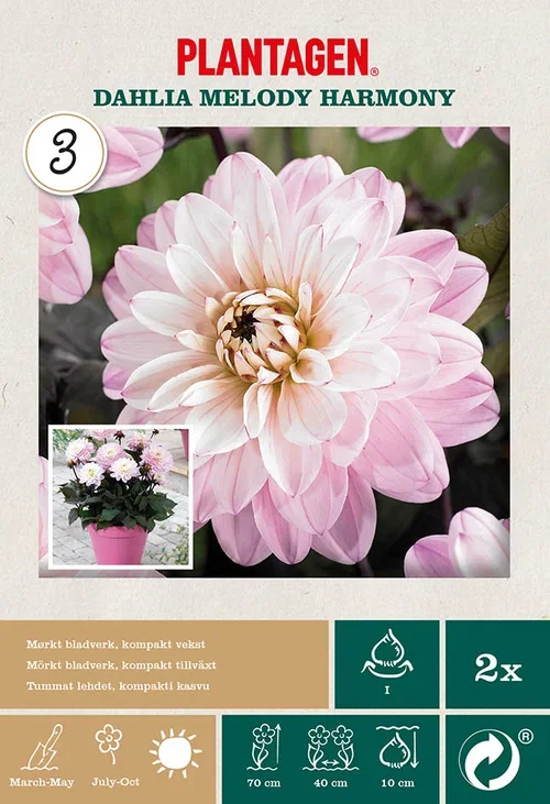 Georgine ‘Melody Harmony’